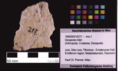 Foto (Objekt + Etiketten) von Decapoda indet. (NHMW-GEO-1990-0041-0217)